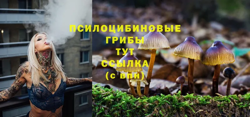 Галлюциногенные грибы Magic Shrooms  Каменногорск 